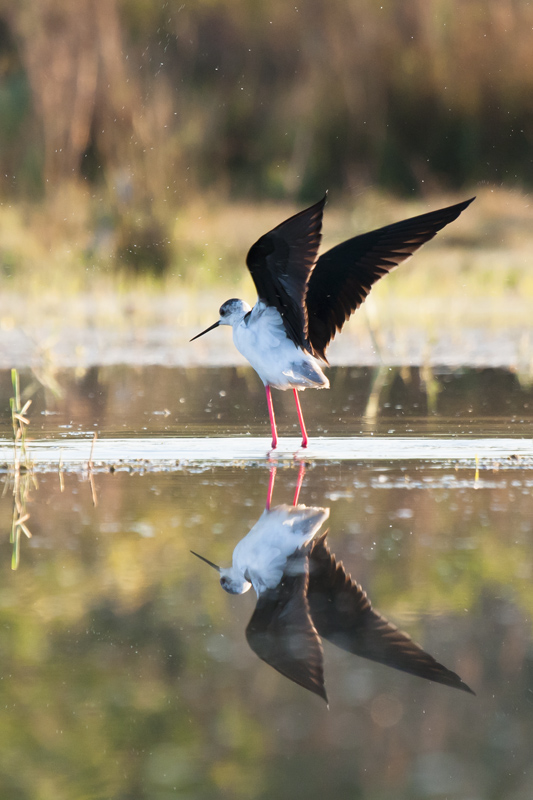 11 05 06 échasse 0465